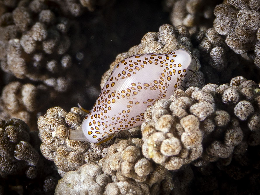 Diminovula sp. A